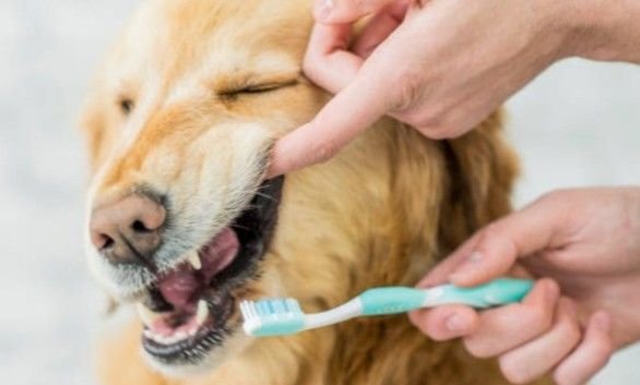 Can I Brush My Dog’s Teeth With Human Toothpaste?