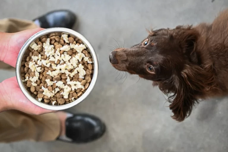 Is It Ok To Give Uncooked Rice To Your Dog?