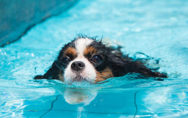Is Swimming Beneficial For Your Dog?