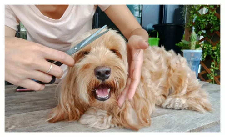 Know How To Groom Your Dog At Home Easily