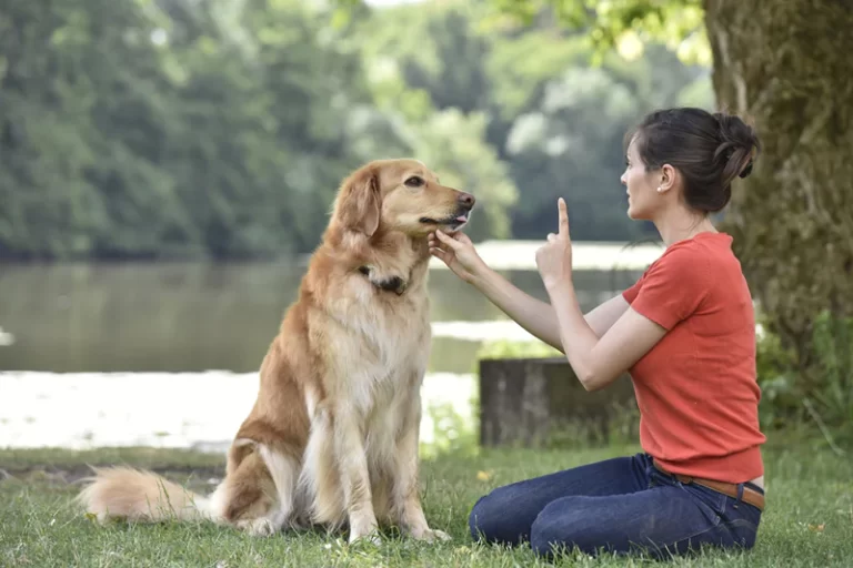 Train Your Dog At Home Without Any Expert’s Help