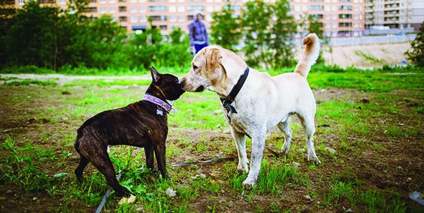 How To Make Your Dog Friendly With Other Dogs