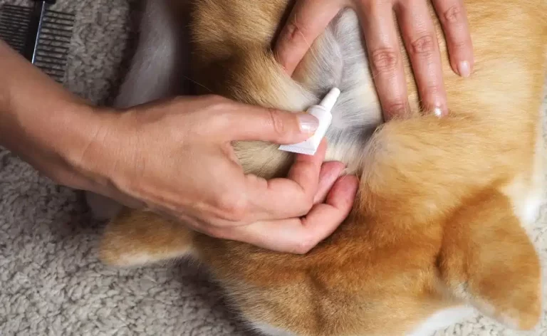 How To Prevent Your Dog From Getting Fleas