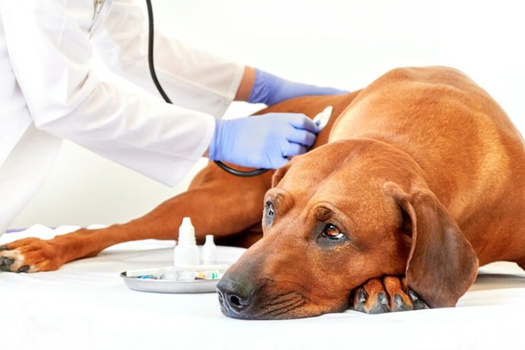 How To Treat Your Diabetic Dog At Home