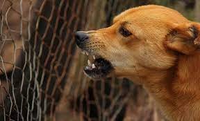 Prevent Your Dog From Getting Rabies Naturally