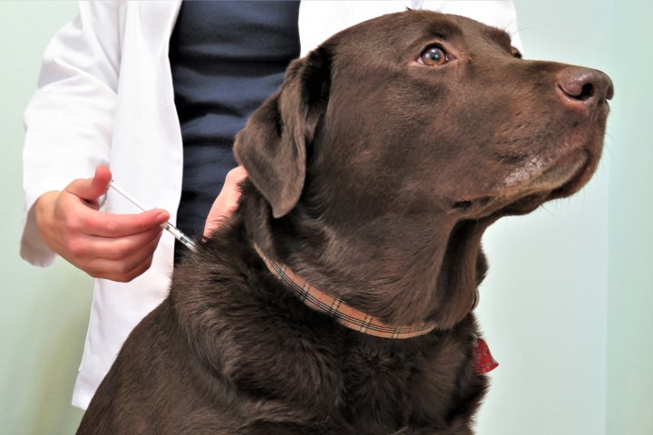 What All Information You Need To Know About Diabetes in Dogs