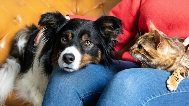 Why Owning A Dog Is A Better Idea Than A Cat